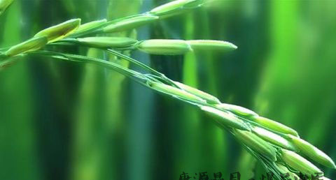 小满节气的习俗