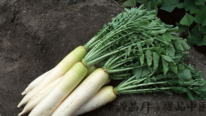 寒露养生吃什么菜？五种根菜最合宜