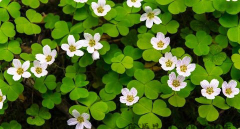 雨水节气的特征