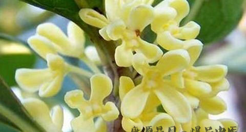 中秋节送长辈礼品