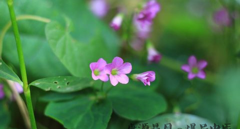 小满节气结婚好不好