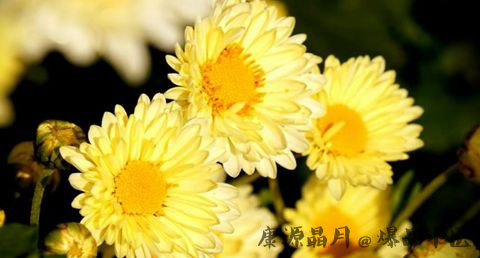 重阳节要干什么