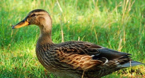 处暑是什么节气