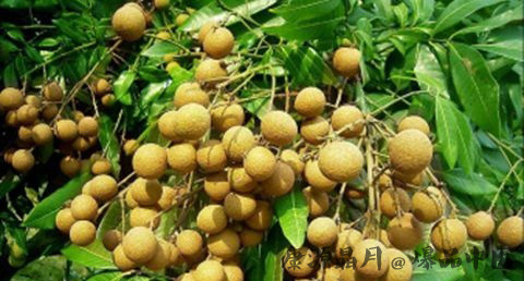 处暑吃什么传统食物