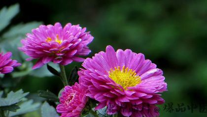 为什么要过重阳节