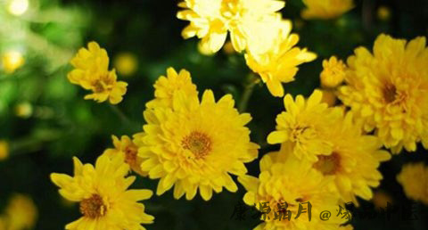 人们把重阳还看做什么