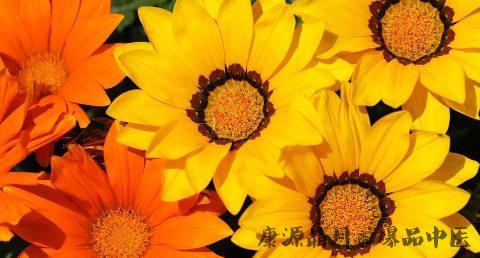 九九重阳节是什么生肖