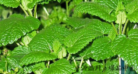夏至节气有什么花