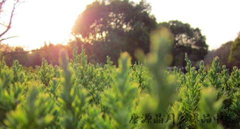 大暑吃什么防暑