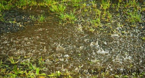 谷雨节气食物