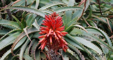 雨水节气如何慎防过敏