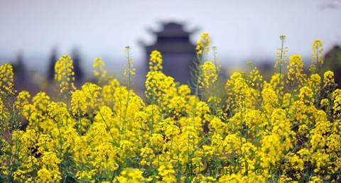 清明节是什么时候