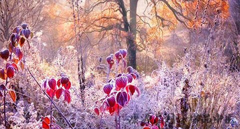 霜降是什么意思