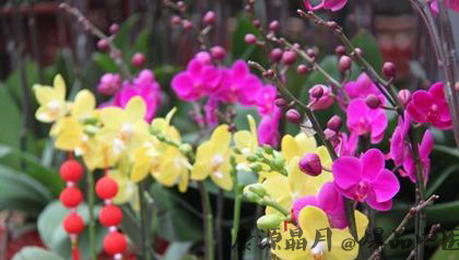 过年家里放什么花