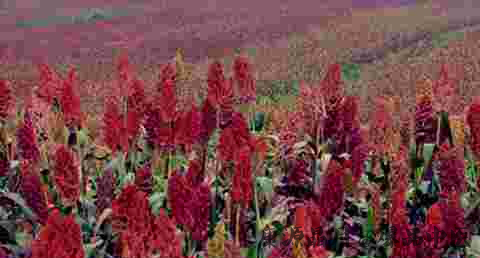 小满吃什么健脾祛湿