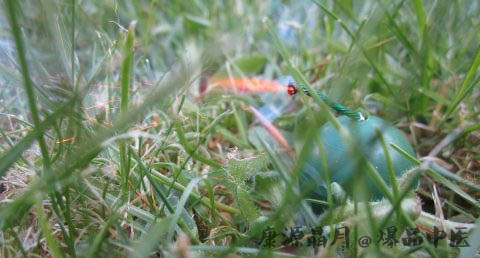 梦见过年放烟花好吗