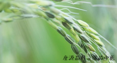 小满节气的由来