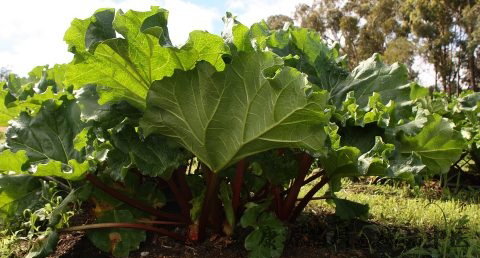 雨水节气降雪吗