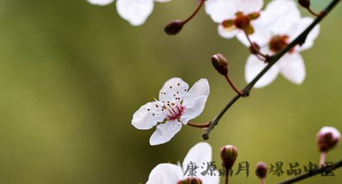 24节气中惊蛰的含义