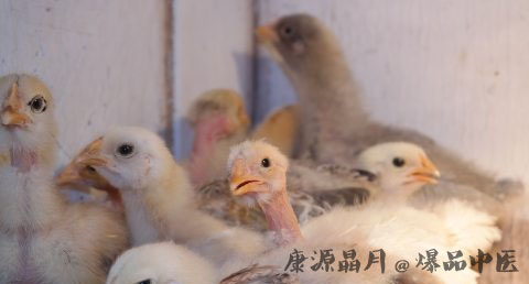 属鸡的和什么属相最配