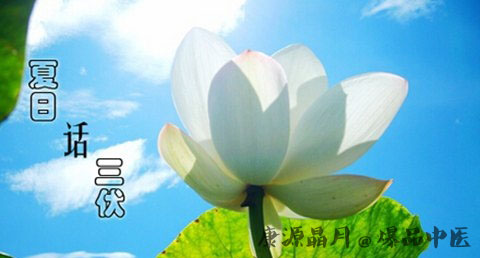 三伏天养生食谱有哪些