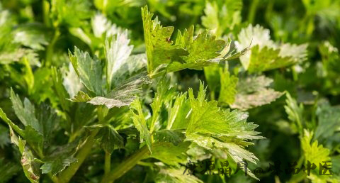 除夕吃饺子的寓意