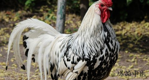 2017年鸡年出生的人的命运