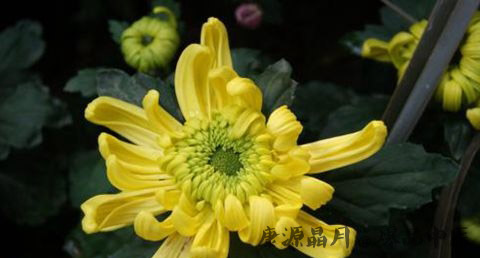 今年重阳节是几月几号