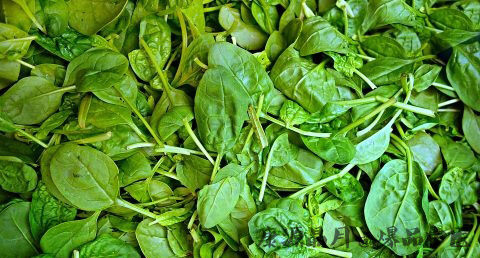 为什么年初一要吃素