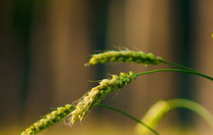 小满节气预防哪些皮肤病