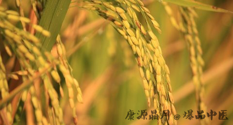 小暑吃什么好