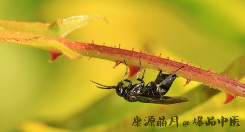 惊蛰的蛰什么意思