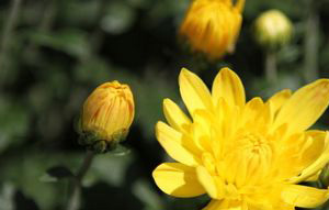 重阳节为什么要赏菊