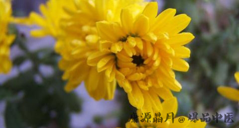 重阳节在几月