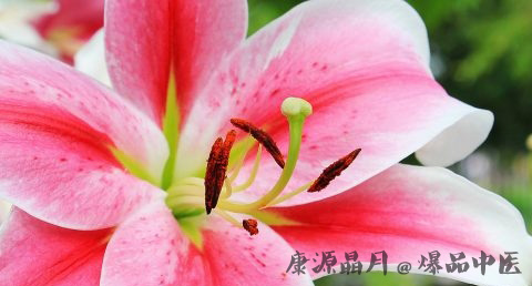 母亲节送什么花