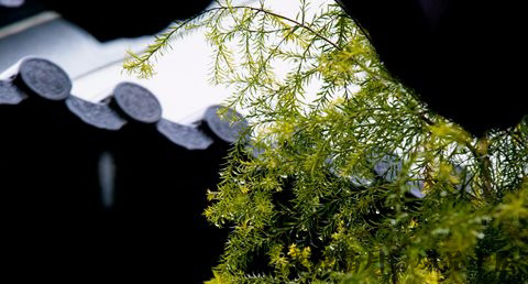 雨水节气的习俗 雨水节气的习俗