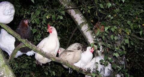 2017年鸡年出生的人的命运