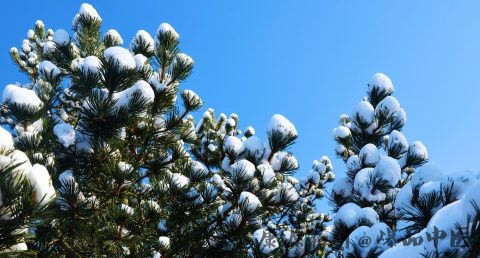 大雪节气是什么意思