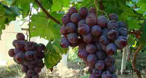 立秋吃什么水果好