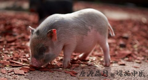 鸡年本命年要注意什么