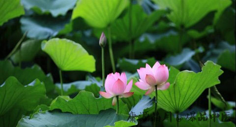 什么时候是中伏