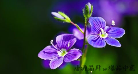 中国母亲节的由来