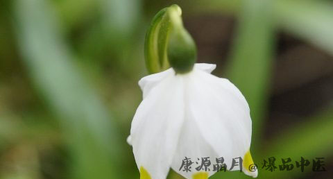 谷雨节气吃什么好