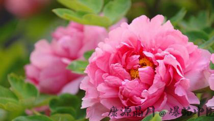 谷雨节气的两则传说