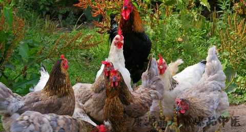 2017年本命年忌红色吗