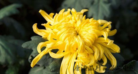 重阳节的意思