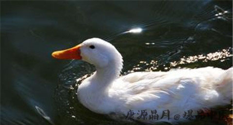 处暑百合鸭怎么做