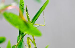 小暑节气的养生禁忌