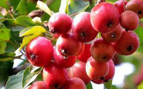 小暑吃什么水果解暑