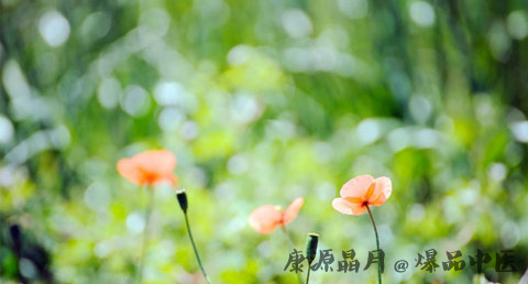 夏至节气是什么意思